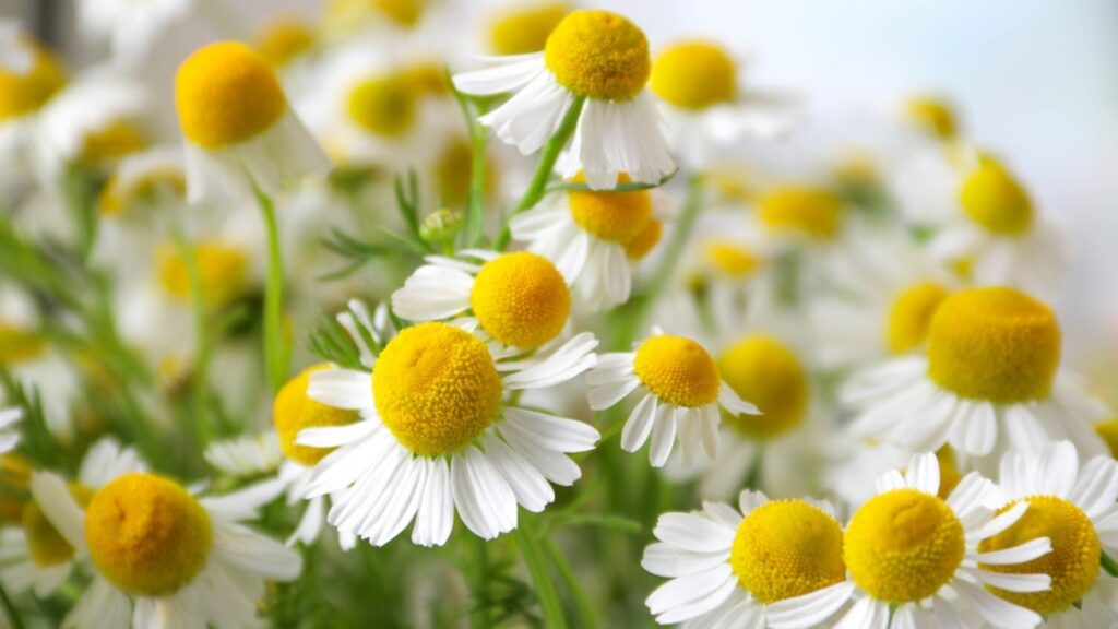 plantas medicinales (y sus beneficios)